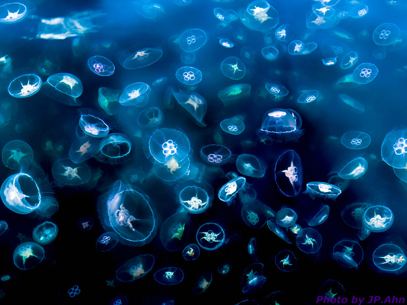 moon-jellyfish-Aurelia-au-004.jpg