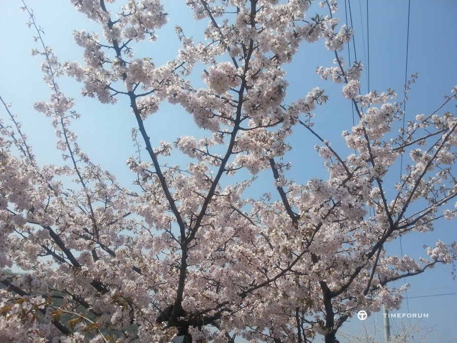 20130424_104133.jpg : 벚꽃 이제 마지막이네요