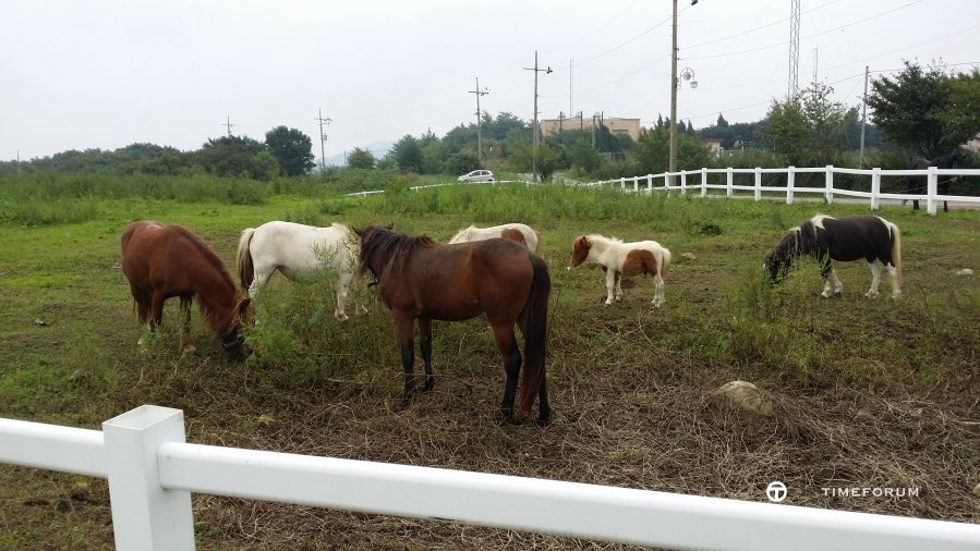 20140906_122932.jpg : 피오와 한가로운 가을의 연휴~