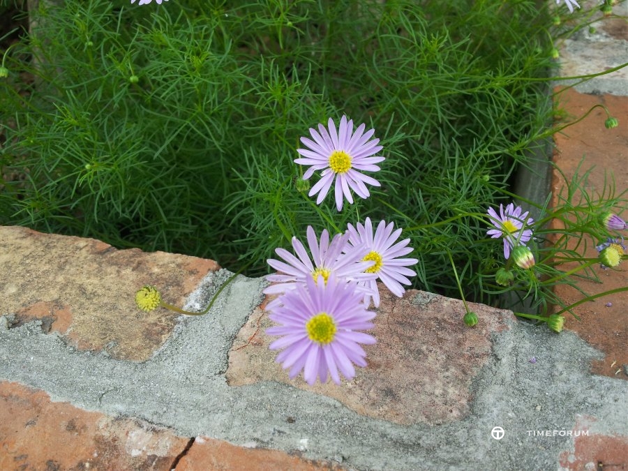 20140517_145345.jpg : 주말 나들이는 씨마와 함께~~