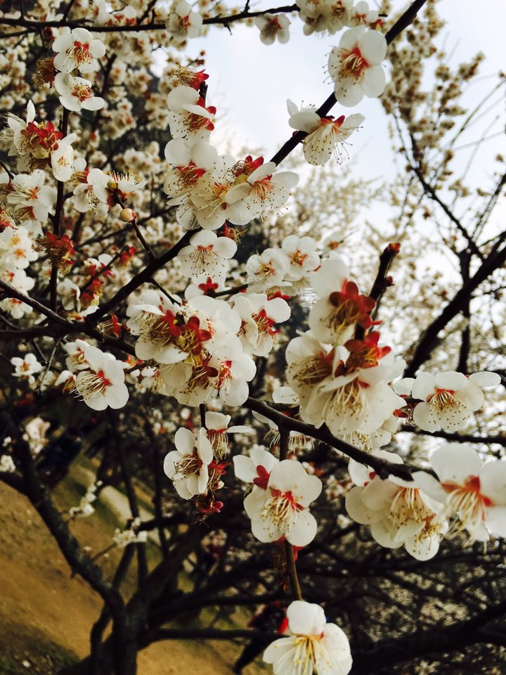 image.jpeg : 봄이라 매화축제 다녀왔어요~