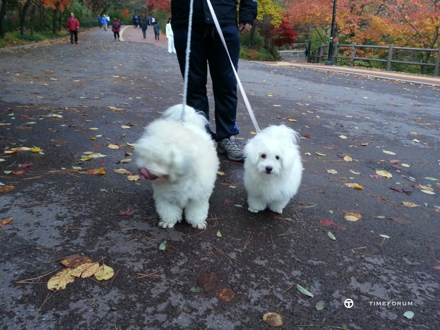 1352626599453.jpg : 남산 산책 길