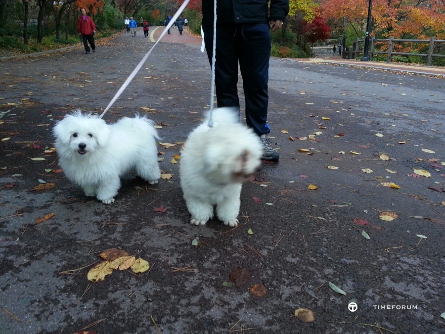 1352626595371.jpg : 남산 산책 길