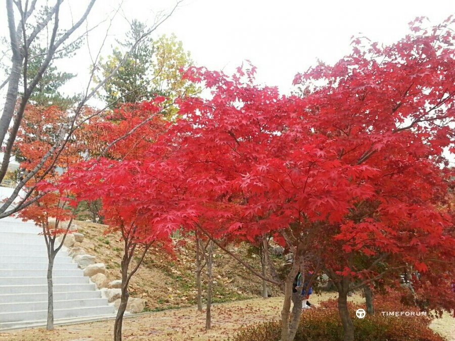 CYMERA_20131103_211840.jpg : 단풍의 끝을 잡고.. (feat. 딥씨)