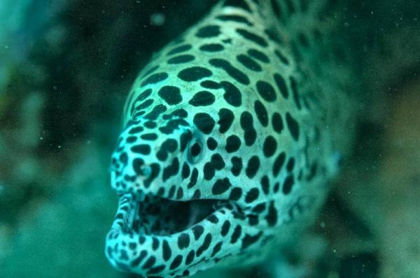 leopard_moray_1745.jpg