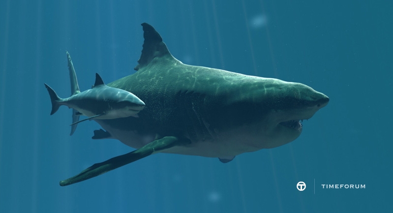 megalodon-vs-great-white-shark.jpg