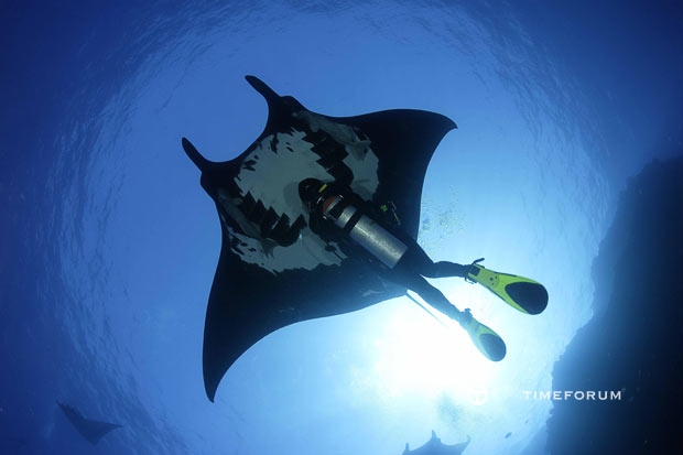 manta-ray-swimming_1570351i.jpg