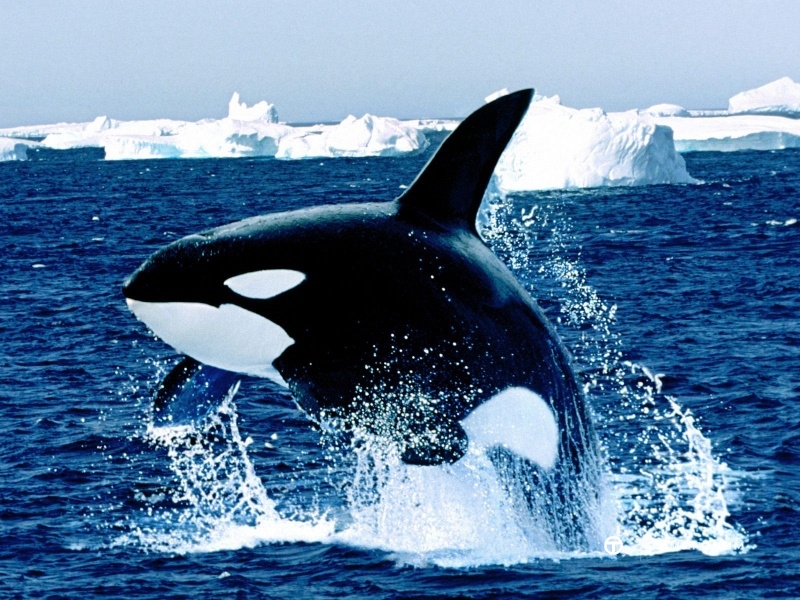 orca_hd_wallpaper_2-800x600.jpg