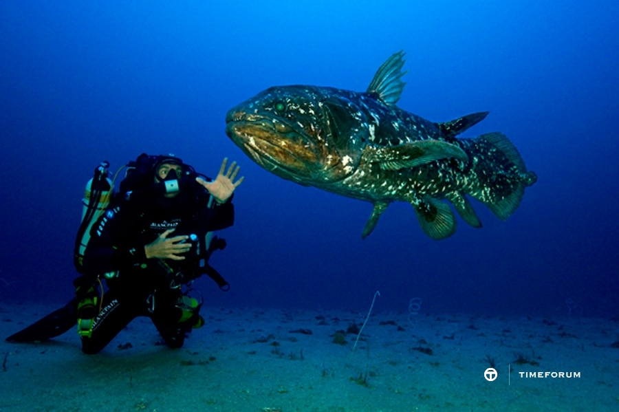 coelacanthePM.jpg