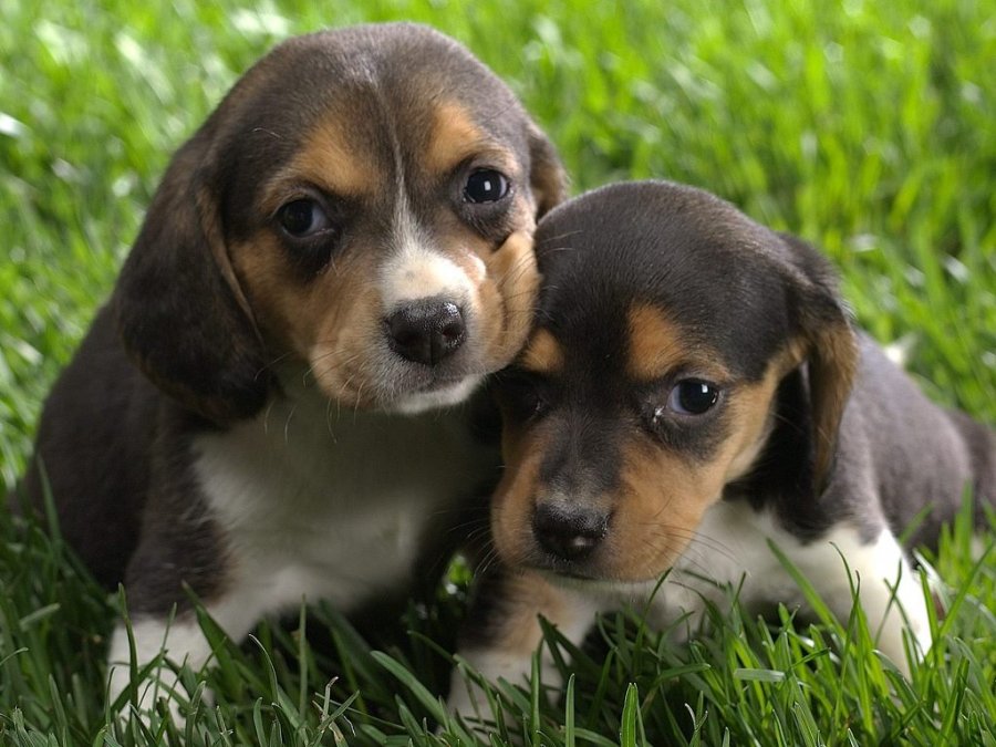 Beagle_Puppies.jpg : 컴터 바탕화면 모음