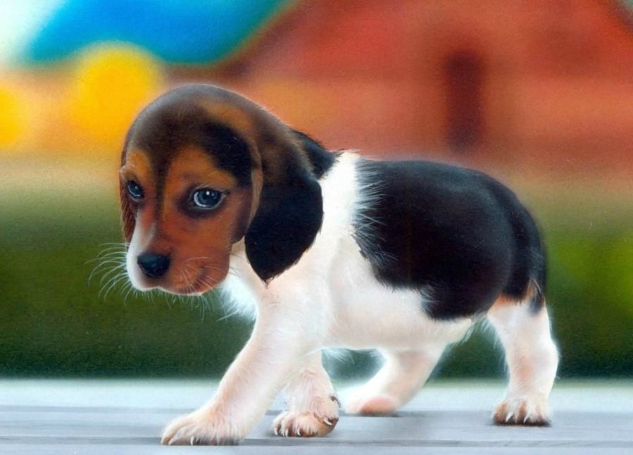 beagle-puppy.jpg : 컴터 바탕화면 모음