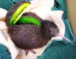 1333952877_kiwi.png